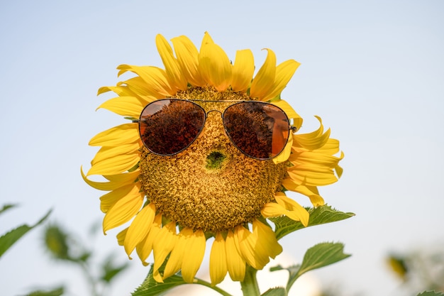 Sonrisa de girasol, vaso en el girasol gigante en el campo