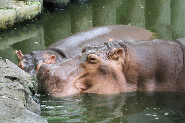 Sonrisa de hipopótamo en zoológico en Tailandia