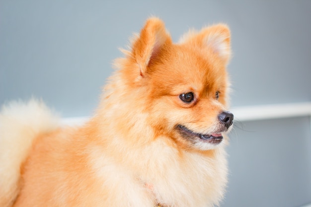 Sonrisa de perro Pomerania tan lindo.