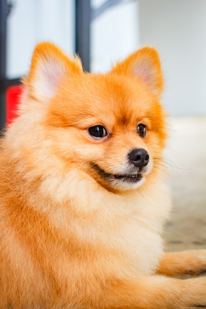 Sonrisa de perro Pomerania tan lindo.
