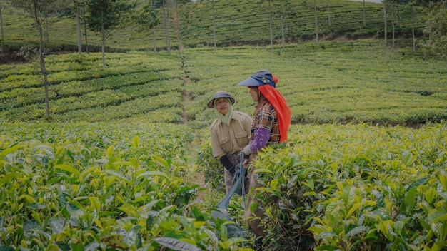 Las sonrisas de dos productores de té en el trabajo