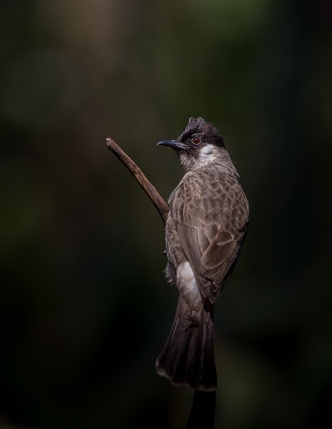 Sootyheaded Bulbul Pycnonotus aurigaster fotografiando aves en la naturaleza artística