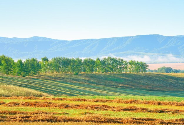 Sopé das montanhas de Altai Um campo rural no outono sob um céu azul matinal Território de Altai