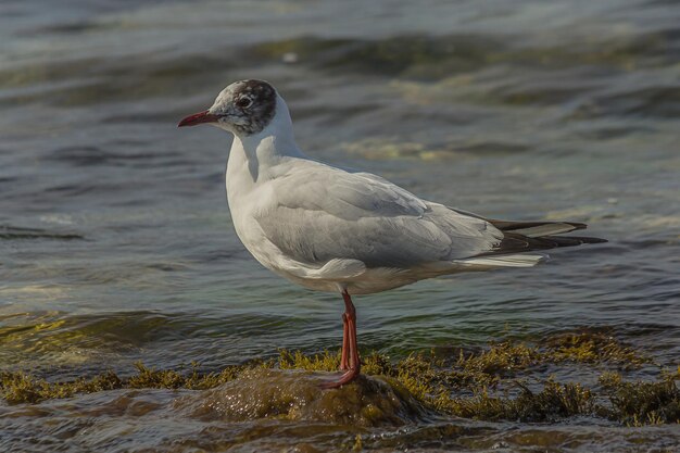 Soporte de gaviota sobre una roca cerca del océano surf en el agua