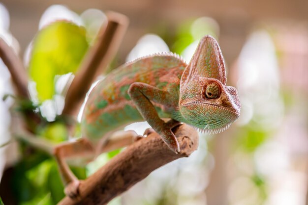 Soporte de lagarto camaleón sobre madera en el jardín con fondo natural. Fotografía macro de animales.