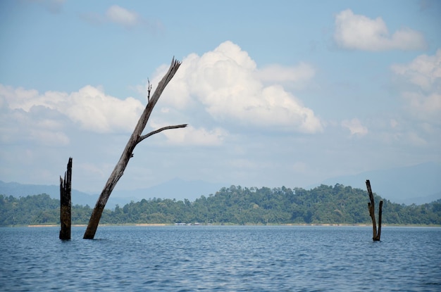 Foto soporte de la muerte del árbol en el lago en el parque nacional khao sok en surat thani tailandia