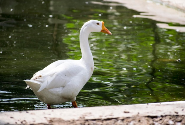 Soporte de pato blanco junto a un estanque o lago