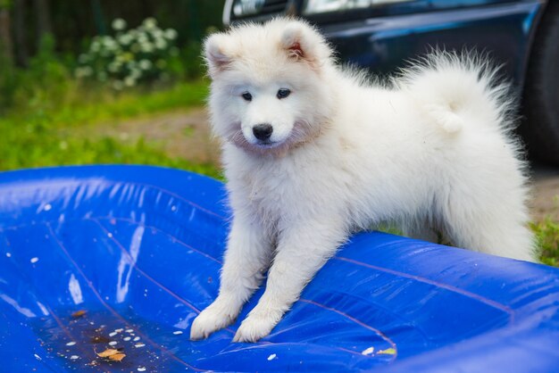 Soporte de perro cachorro samoyedo en colchón de plástico