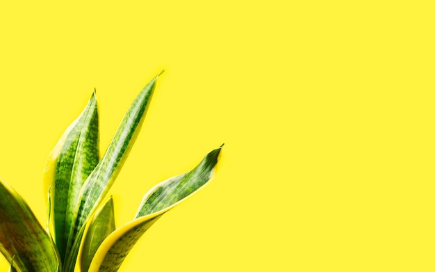 Soporte de la planta casera Sansevieria sobre fondo amarillo. Banner con espacio de copia