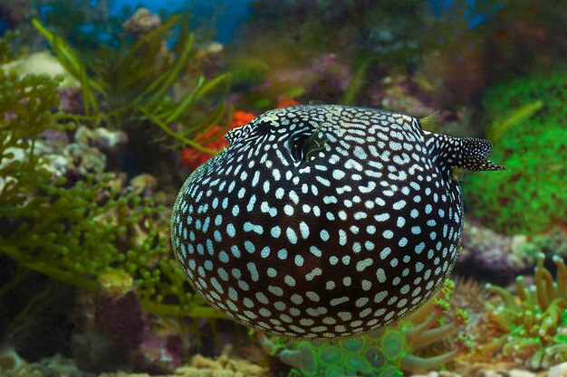 Foto sopre peixe ou diodon holocanthus debaixo d'água em modo de defesas naturais