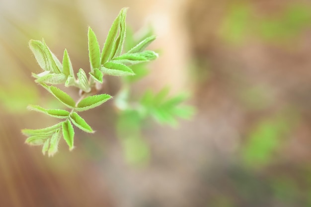 Sorbus Brotes verdes y hojas tiernas Desarrollo de plantas en primavera