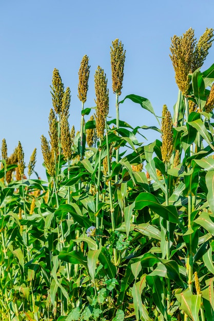 Sorghum bicolor es un género de plantas con flores de la familia de las gramíneas Poaceae. Originario de Australia, con un rango de distribución que se extiende a África, Asia y ciertas islas en los océanos Índico y Pacífico.