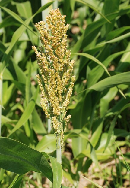 Sorghum Ernte auf dem Feld