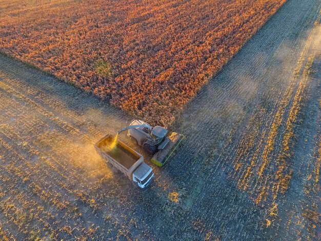 Sorghum-Ernte in der argentinischen Landschaft La Pampa Argentinien