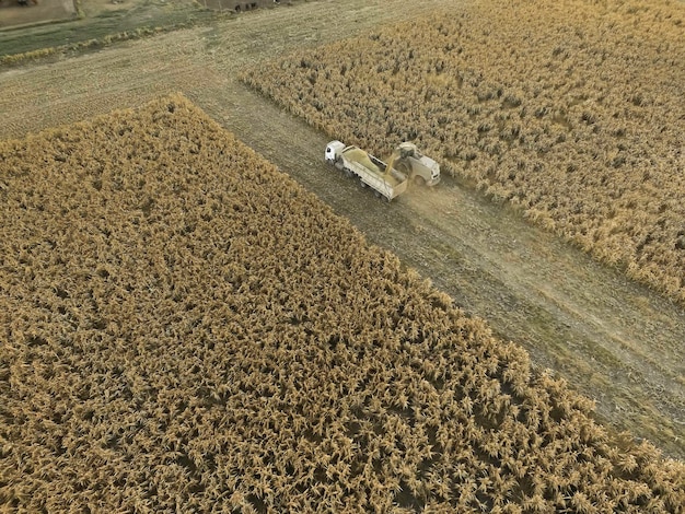 Sorghum-Ernte in La Pampa Argentinien