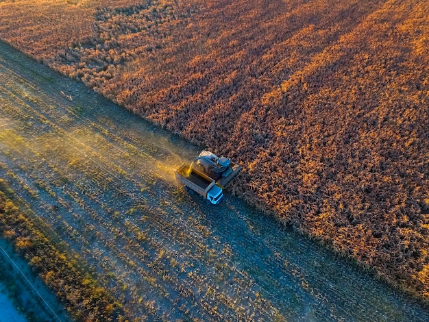 Sorghum-Ernte in La Pampa Argentinien