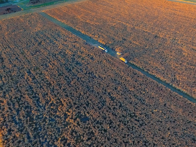 Sorghum-Ernte in La Pampa Argentinien