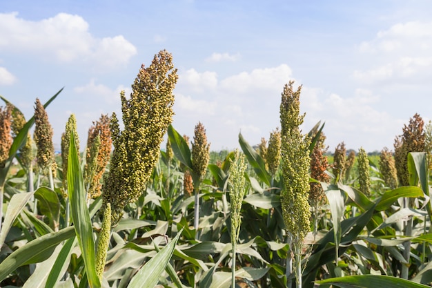 Sorghum-Feld