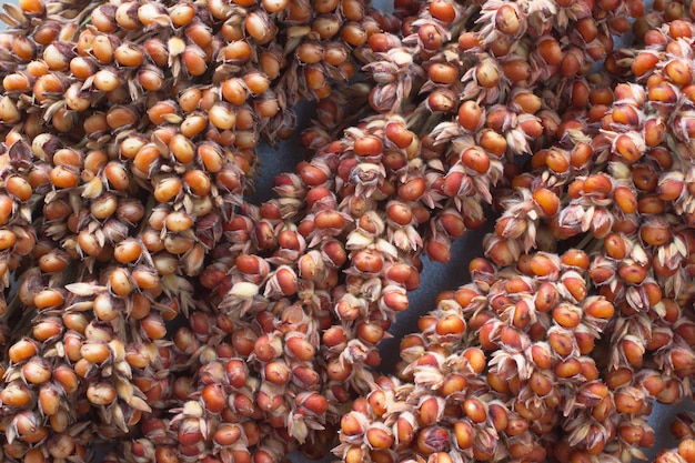 Sorghum Nahaufnahme