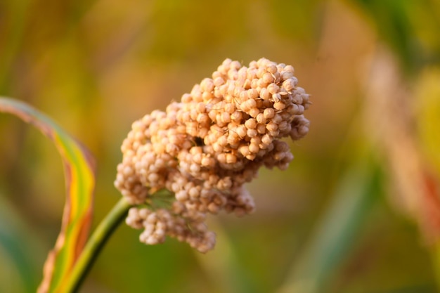 Foto sorghum- oder jowar-getreidefeld