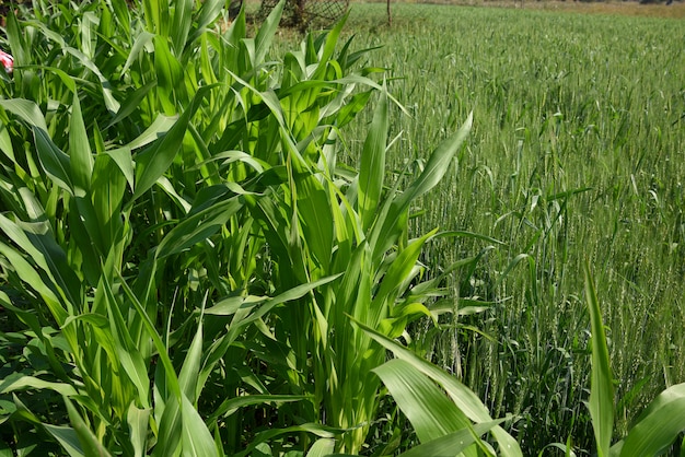 Sorghum-Pflanzen (Jowar) wachsen auf dem Bauernhof.