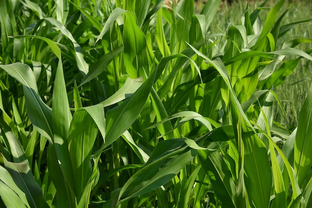 Sorghum-Pflanzen (Jowar) wachsen auf dem Bauernhof.