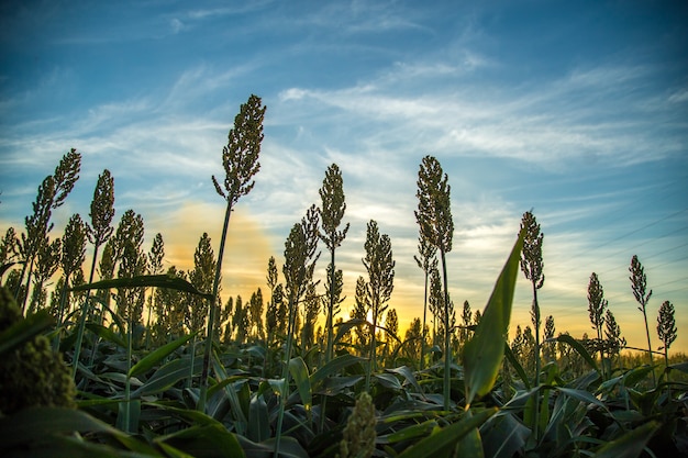 Sorghum Sonnenuntergang