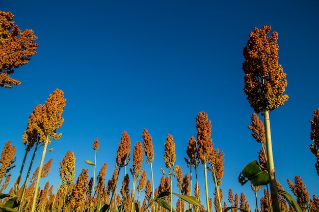 Sorghum