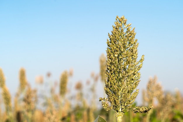 Sorgo, ou, painço, agente, céu azul