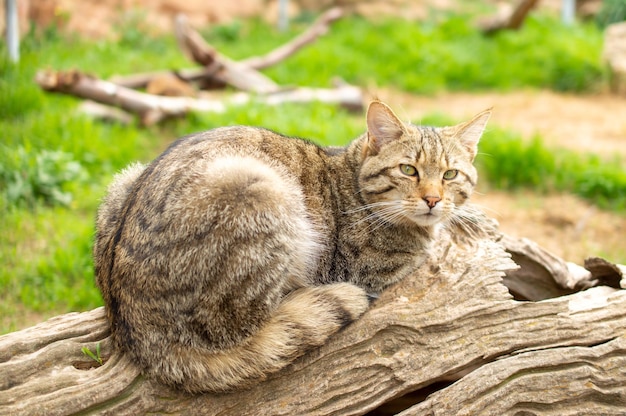 Foto sorprendido gato montés europeo sentado en el tronco de un árbol en un bosque de primavera lindo depredador de animales pequeños