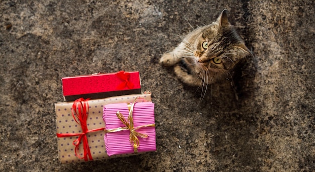 Sorpresas y bigotes Una colección de regalos y un gato juguetón