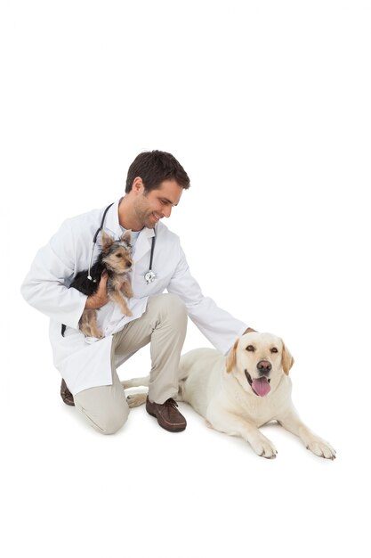 Sorridente, veterinário, posando, yorkshire, terrier, amarelo, labrador