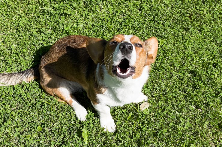 Foto sorriso de cachorro corgi e feliz em um dia ensolarado de verão.