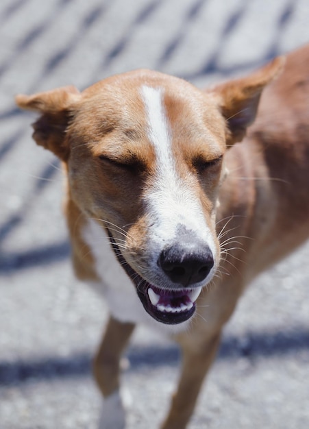 Sorrisos de cachorro vermelho e branco, retrato. Cão adorável sem raça. O olhar fiel e leal de um cão