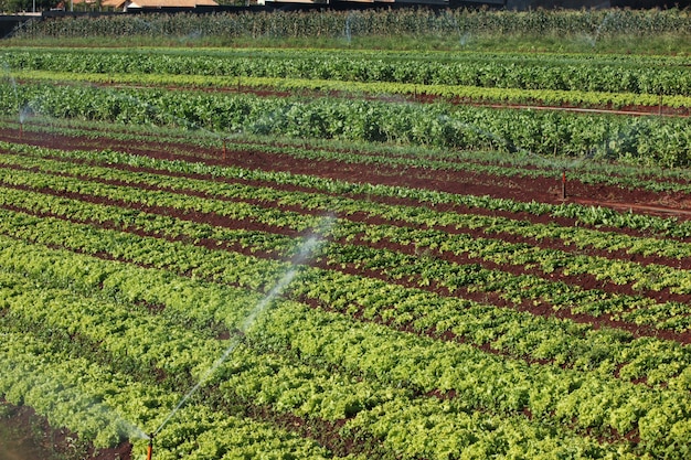 Sorte Gemüsepflanzen im Wachstum im Gemüsegarten