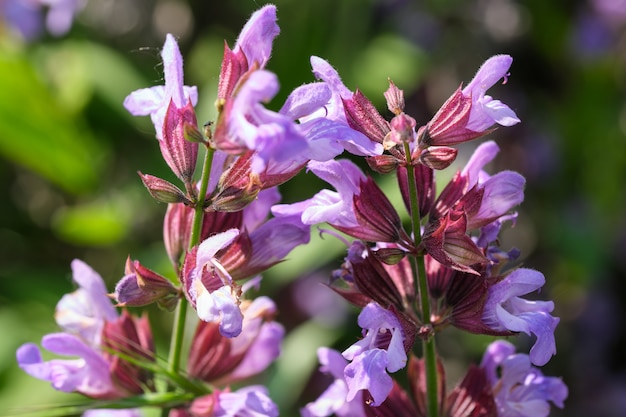 Sorte kultivierter Salbei - aromatisches Heilkraut blüht an einem sonnigen Sommertag aus nächster Nähe