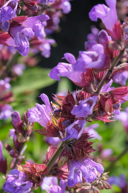 Sorte kultivierter Salbei - aromatisches Heilkraut blüht an einem sonnigen Sommertag aus nächster Nähe