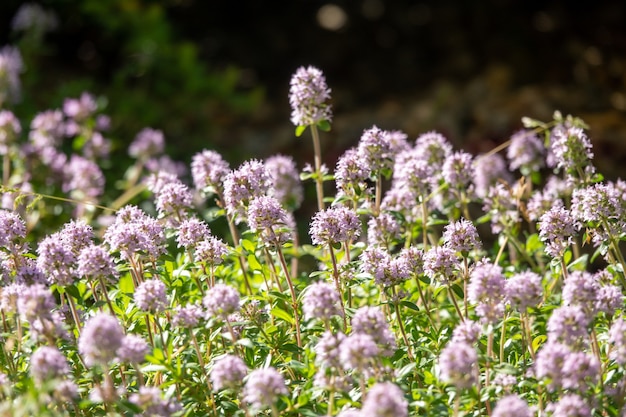 Sorte mit blassrosa Blüten im Garten