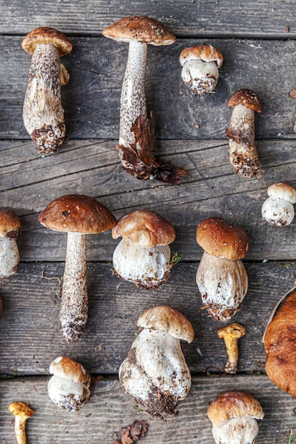 Sorte rohe essbare pilze penny bun boletus leccinum auf rustikalem tisch. steinpilze über dunklem holzhintergrund