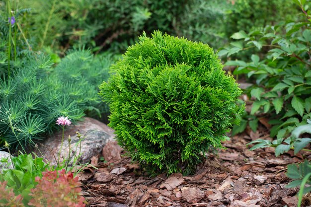 Foto sorte thuja occidentalis danica aurea im gartenblumenbeet mit dekorativem kiefernrindenmulch