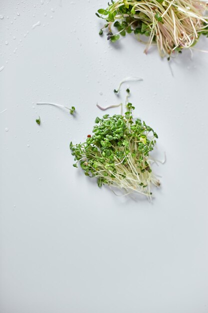 Sortiment von Microgreen Haufen Sprossen Micro Greens