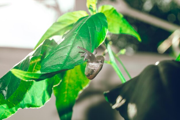 Sostenga la hoja con el clavo en la concha arrastrándose sobre un árbol en el jardín