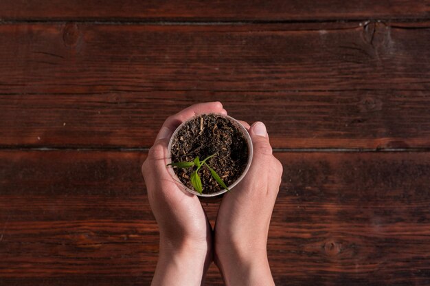 Sostenga una planta joven en una taza en las manos Plántulas de plantas vegetales