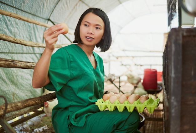 Sostenibilidad de los huevos y una mujer veterinaria de una granja de pollos que realiza una inspección para el control de calidad, la salud y el bienestar de los animales avícolas Granjero asiático que tiene alimentos proteicos para la cría sostenible de animales