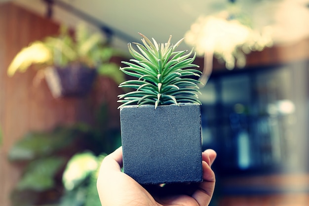 sosteniendo la olla con una planta con fondo borroso