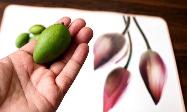 Sosteniendo un pequeño mango verde en la mano