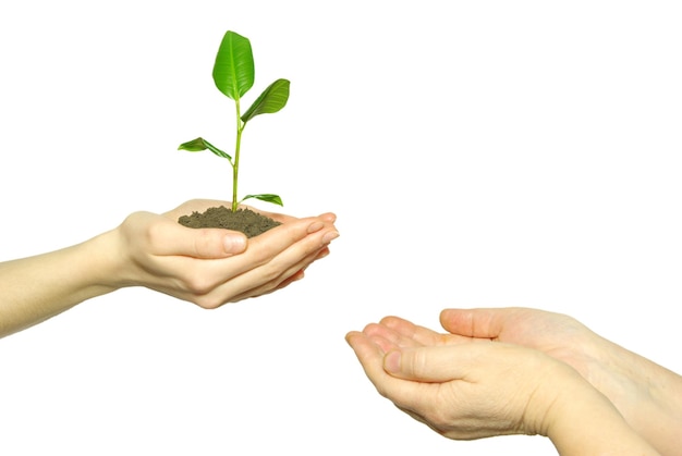 Sosteniendo una planta entre las manos en blanco