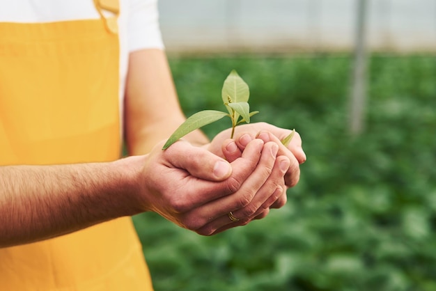 Sosteniendo la planta en las manos Joven trabajador de invernadero en uniforme amarillo tiene trabajo dentro del invernadero