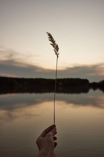 sostiene un Phragmites communis en sus manos