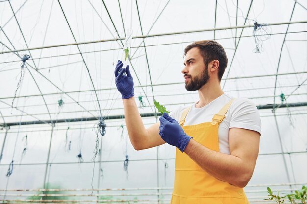 Sostiene un tubo de ensayo con plantas y agua en su interior Joven trabajador de invernadero en uniforme amarillo tiene trabajo dentro del invernadero